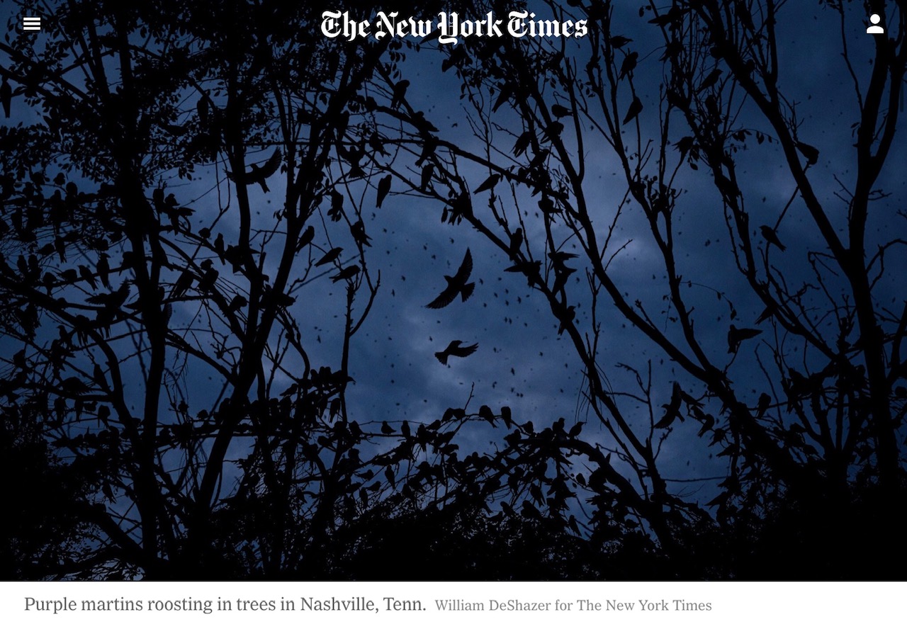 New York Times Article on the Purple Martin. Click on link towards the bottom of the blog for the PDF.