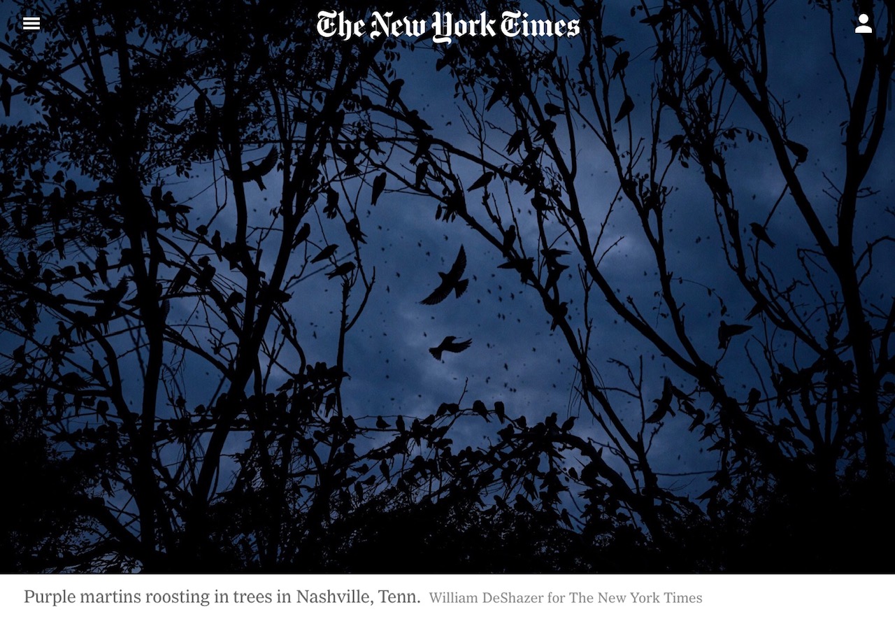 New York Times Article on the Purple Martin. Click on link towards the bottom of the blog for the PDF.