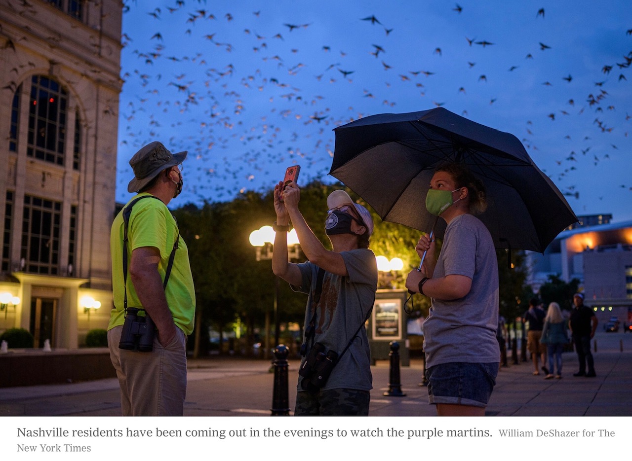 New York Times Article on the Purple Martin. Click on link towards the bottom of the blog for the PDF.