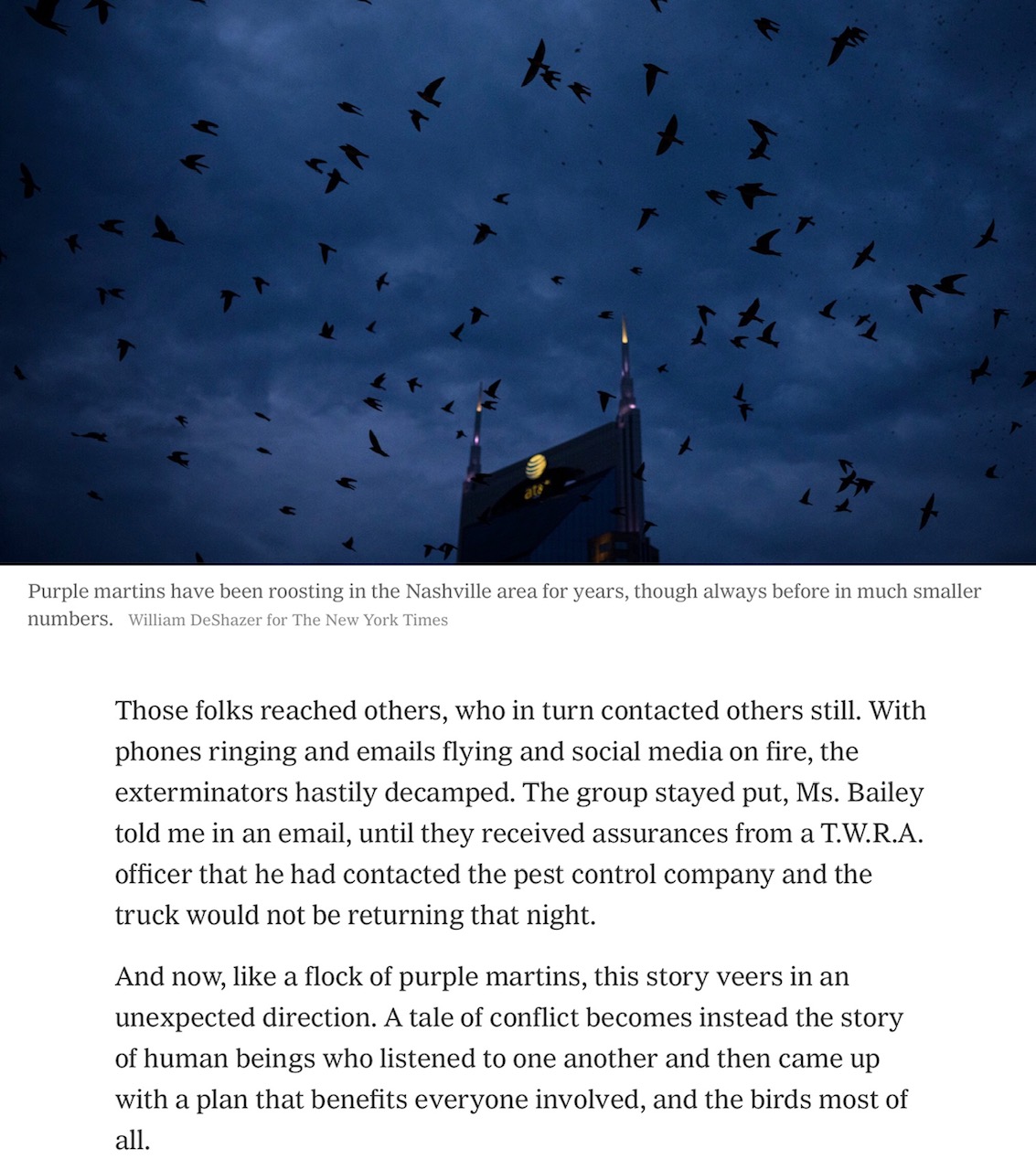 New York Times Article on the Purple Martin. Click on link towards the bottom of the blog for the PDF.