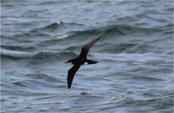 Manx Shearwater in flight over the sea.