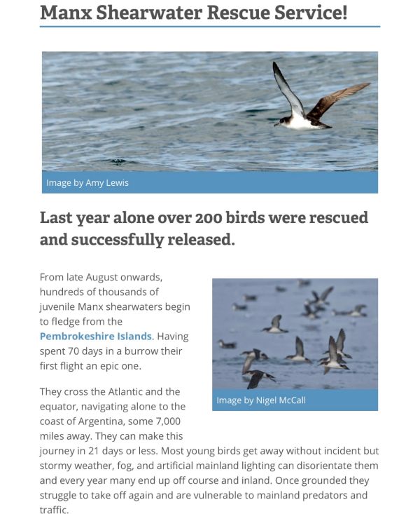 Manx Shearwater Rescue Service! Click on the image for the website this screenshot is taken from.
