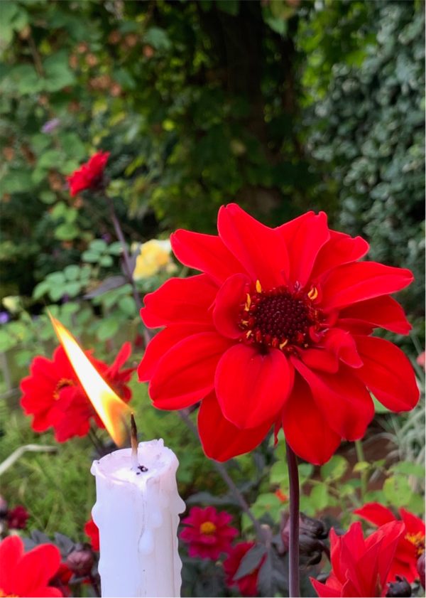 Red flowers against a hedgerow backdrop, and a candle lit for Diddley.
