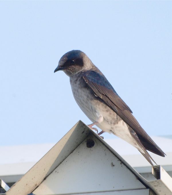 Purple Martin - female.