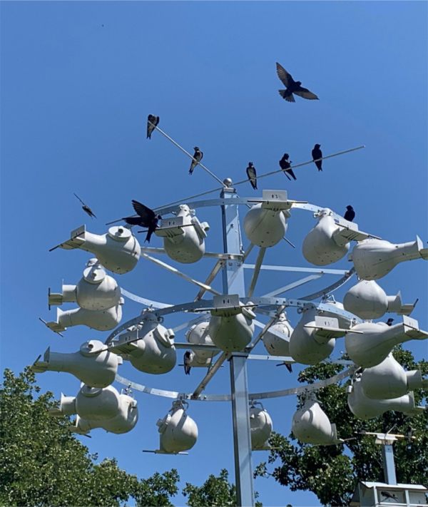 Condominium, typical of nesting sites set up by nature loving "landlords".