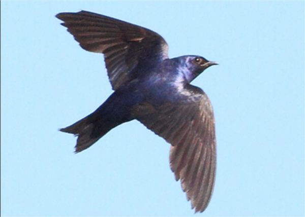 Purple Martin in flight.