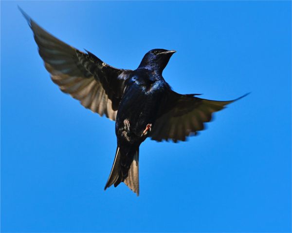 Purple Martin in flight.