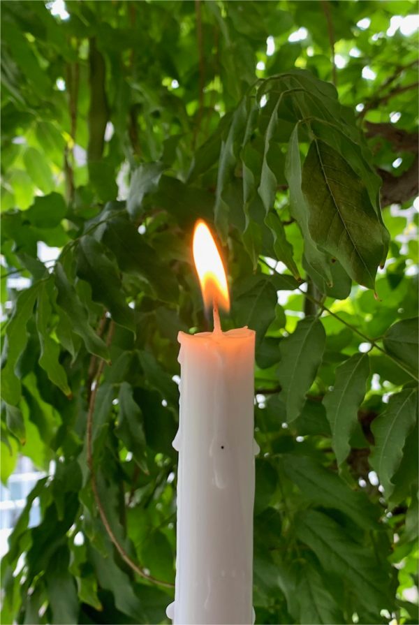 A candle lit for Diddley, with the green leaves of a tree in soft focus behind.