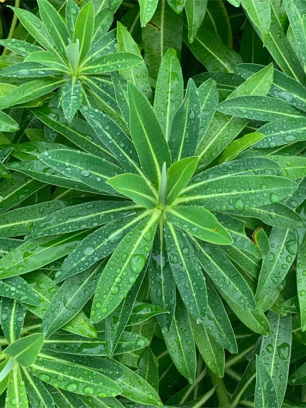 Forgotten … leaves in the summer rain.