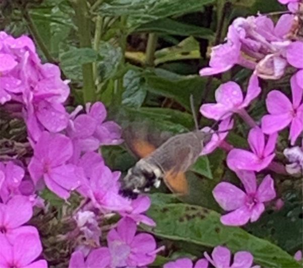 Phlox. But look carefully for the Humming Bird Hawk Moth feeding in the rain.