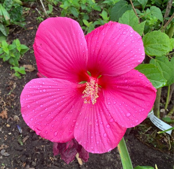 Hibiscus in the summer rain.