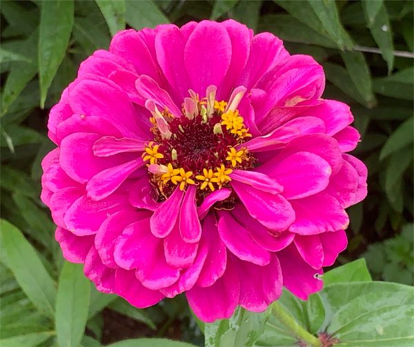 Zoggy Zinnia.