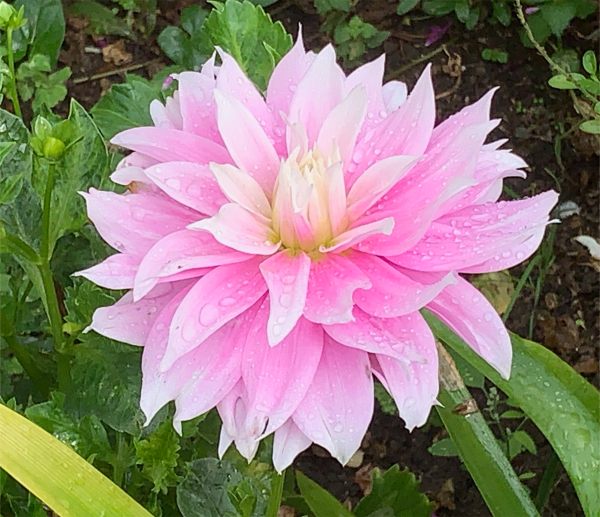 Dazzling Dahlia.