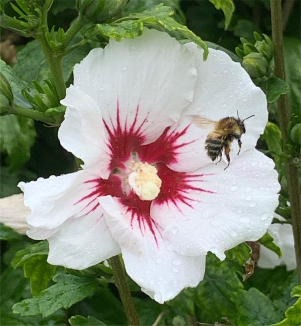 Hibiscus. Plus damp Bee.