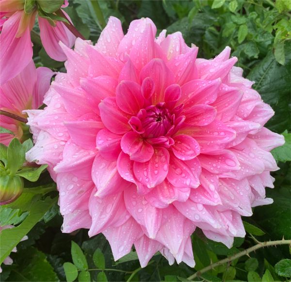 Very wet and beautiful Dahlia.