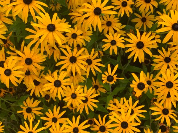 Rudbeckia.