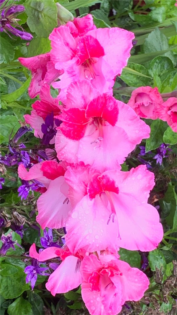 Gladioli.