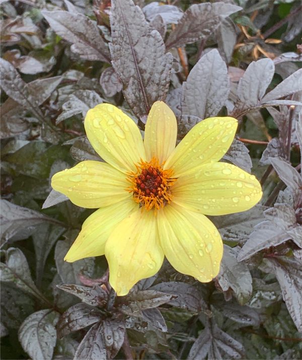 Dahlia. We love those bronze leaves in the rain.