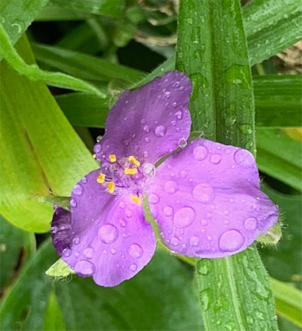 Tradescantia.