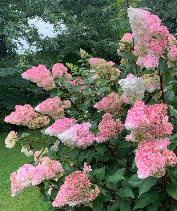 Hydrangea.