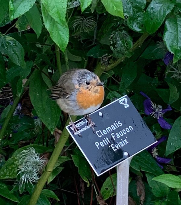 This young Robin, just getting his redbreast, looked pretty soggy.