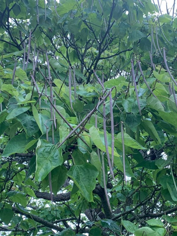 Indian Bean Tree.