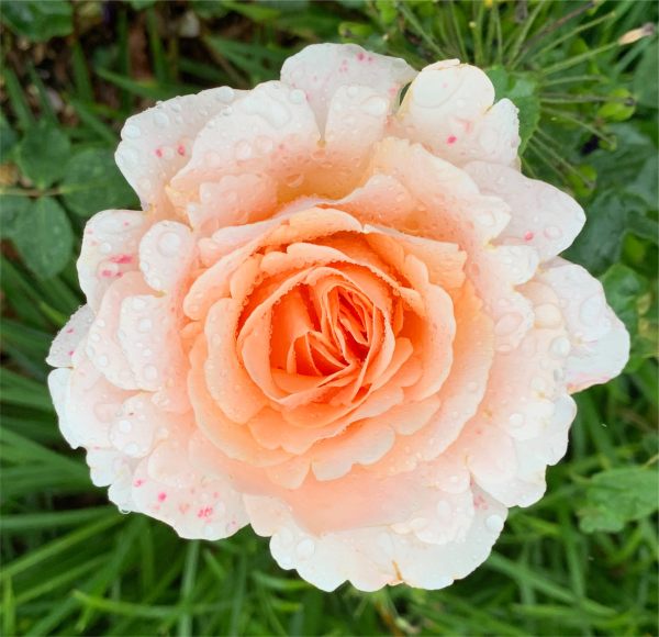 The rain was getting heavier and heavier, but didn't bother this beautiful Rose.