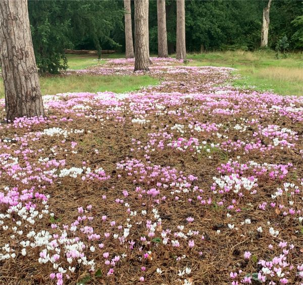 Cyclamen.