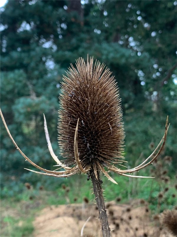 Couldn’t resist this, but would the camera's water resistance? Teasel.