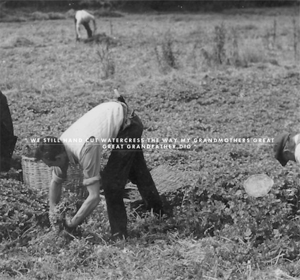 Black & White picture of men harvesting Watercress manually.