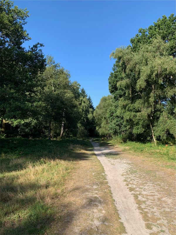 Tree-lined gravel path, with grass to each side.