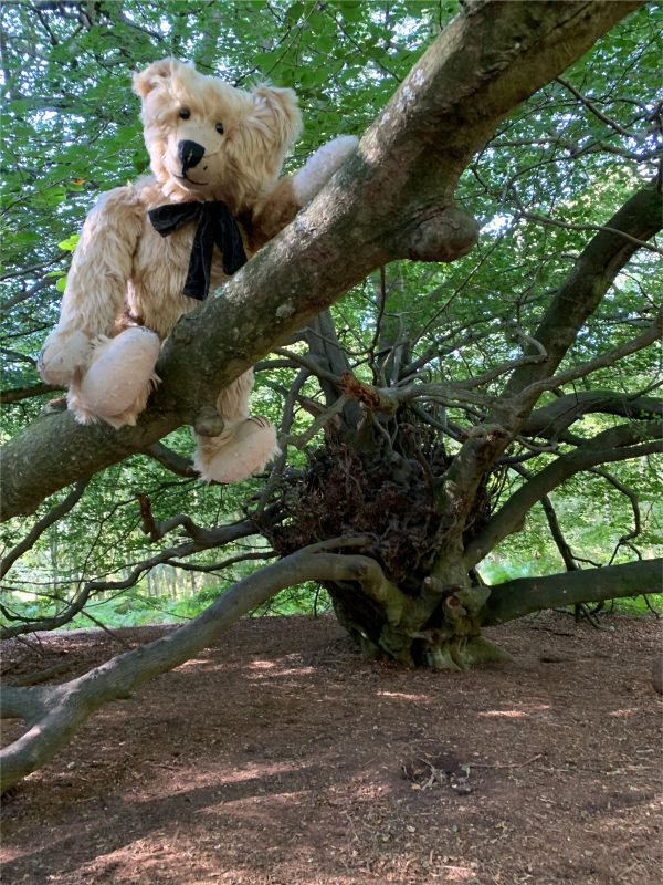 Bertie in the "Witches Broom" Tree.