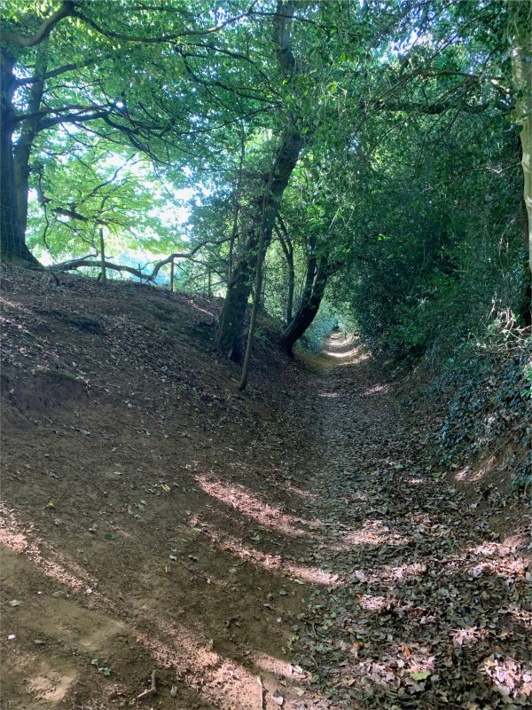 Up the atmospheric sunken path for a few minutes. Through a gate and back into the open in the glorious Roughs. Dog walkers should note that Belted Galloway cattle are sometimes in certain fields. The gates will always have signs.