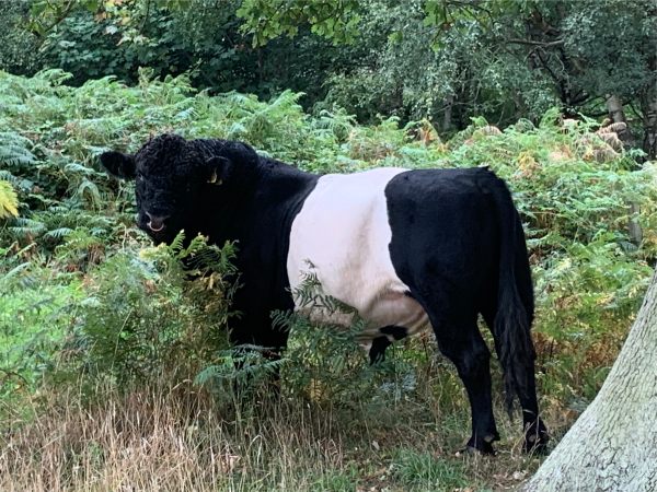 The big boy. Belted Galloway bull. Amanda the farm lady told us he was a big softy, but had been very naughty. Leaning against a wire fence until it collapsed, she caught up with him in the middle of a field of Maize. His female entourage didn't follow him.