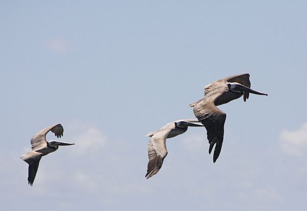 Pelicans at Dana Point.