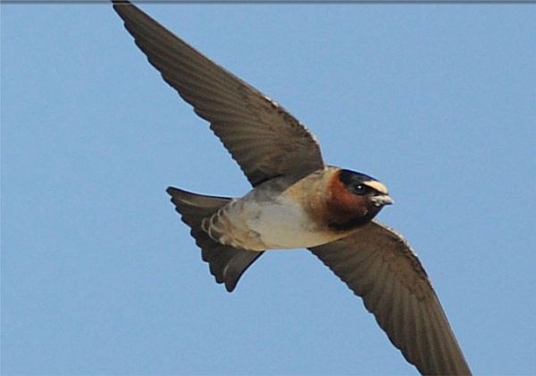 The North American Cliff Swallow