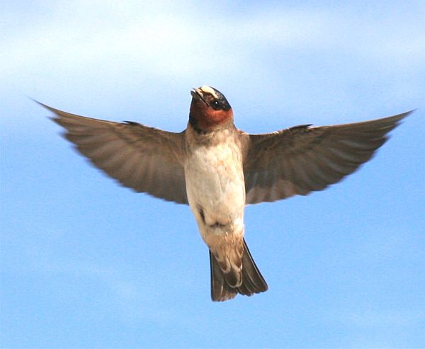 The North American Cliff Swallow