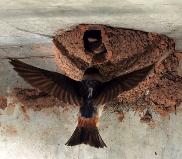 The North American Cliff Swallow