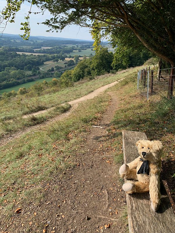 Bertie on a bench at Denbies Hillside.