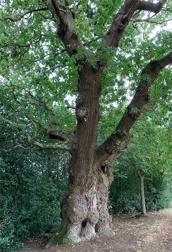600 year old Oak Tree in Dunsborough Park.