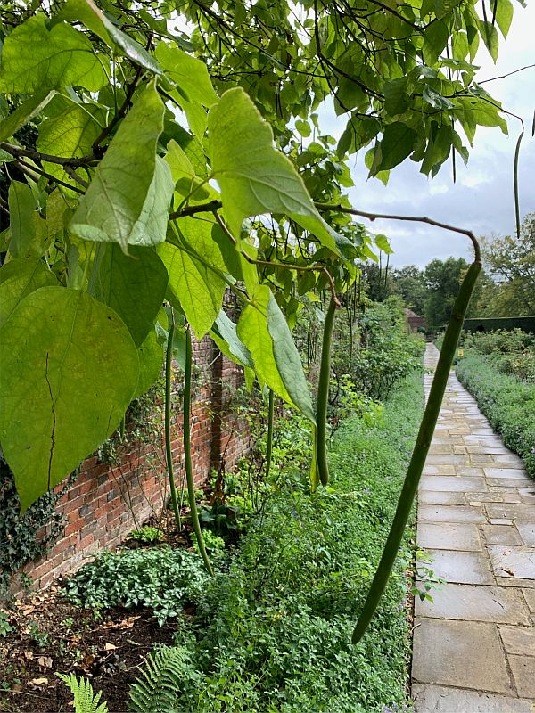 Indian Bean tree.