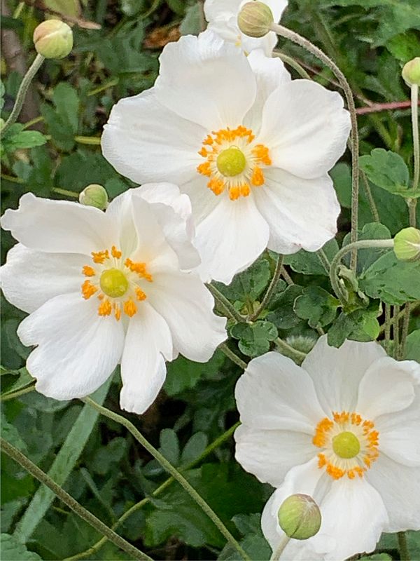 Japanese Anemones.