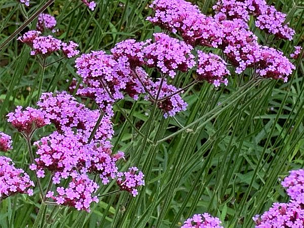 Verbena.