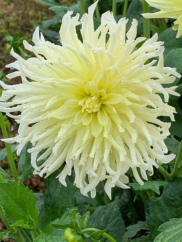 Dahlia