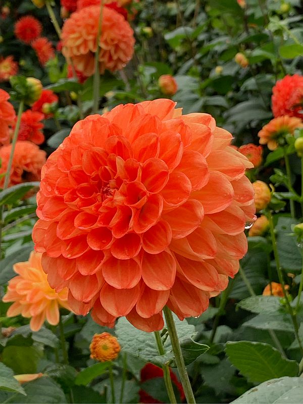 Dahlia