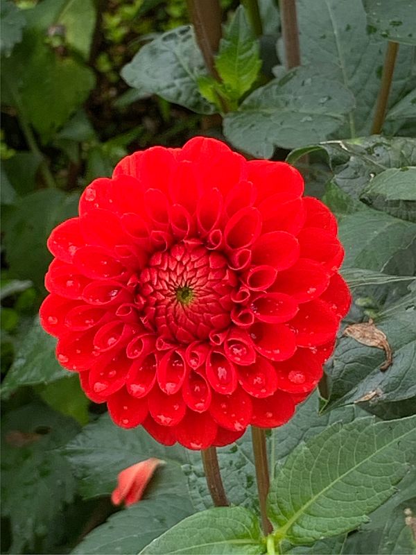 Dahlia