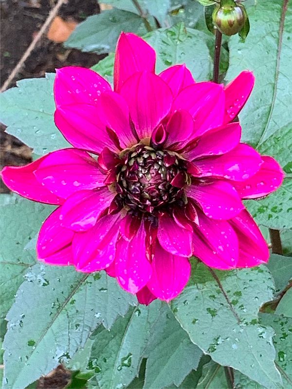 Dahlia