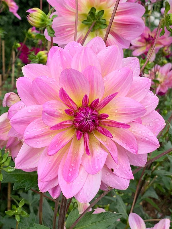 Dahlia