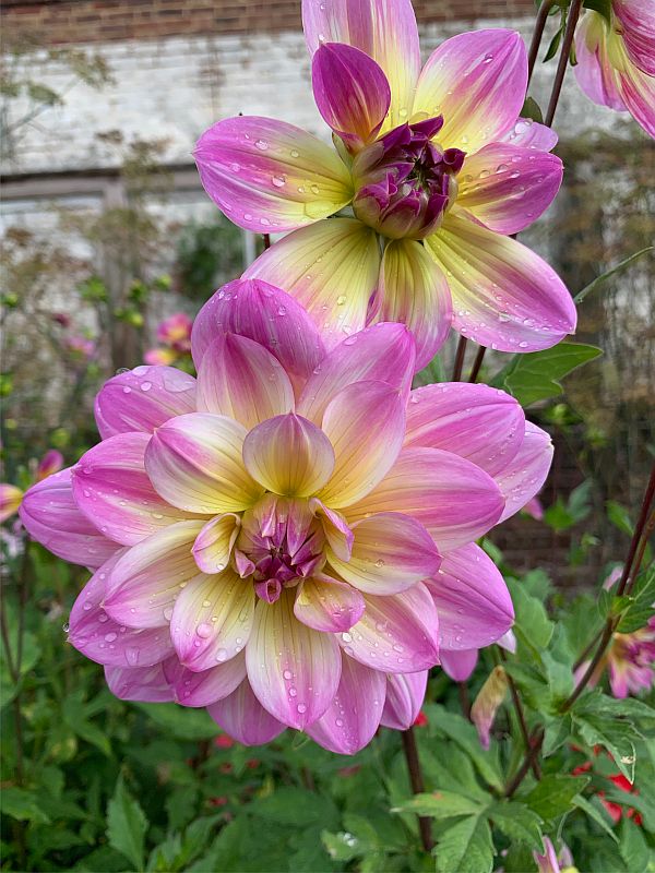 Dahlia