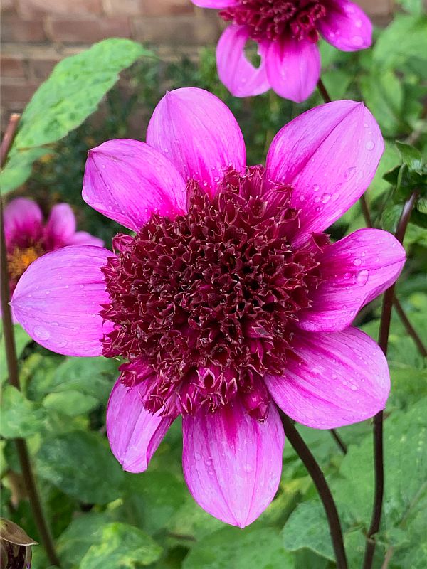 Dahlia